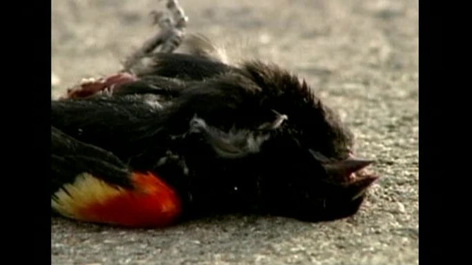 Mystická úmrtí ptáků pokračují