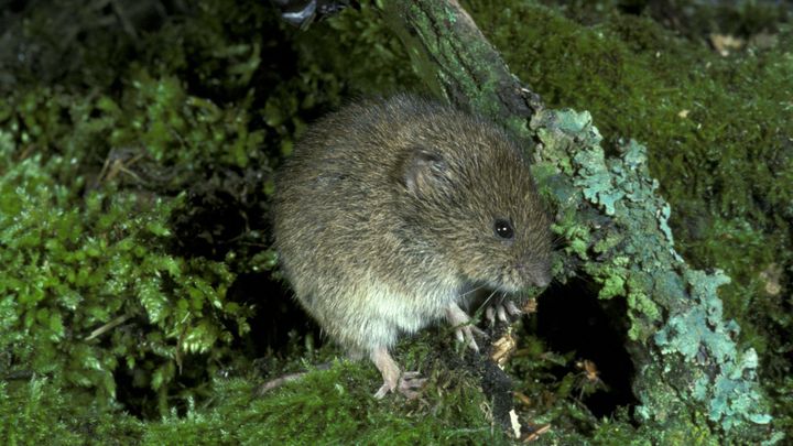 Jsme vám ukradení, říká předseda zemědělců a zve Brabce, ať zkusí dávat jed do nor