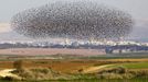 A flock of starlings fly over an agricultural field near the southern Israeli city of Netivot January 24, 2013. REUTERS/Amir Cohen (ISRAEL - Tags: ANIMALS ENVIRONMENT) Published: Led. 24, 2013, 6:33 odp.