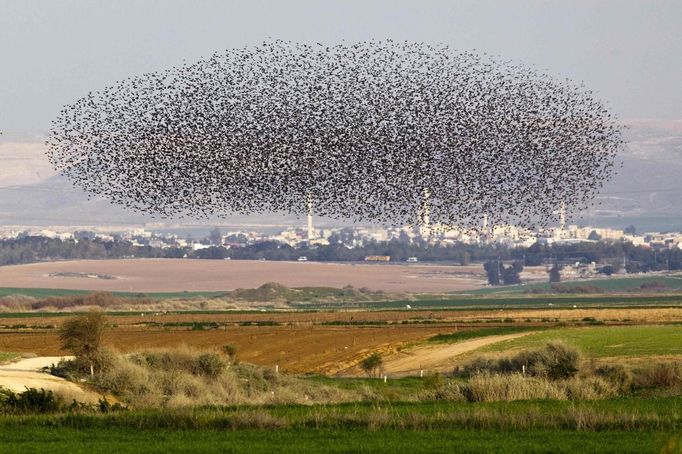 A flock of starlings fly over an agricultural field near the southern Israeli city of Netivot January 24, 2013. REUTERS/Amir Cohen (ISRAEL - Tags: ANIMALS ENVIRONMENT) Published: Led. 24, 2013, 6:33 odp.