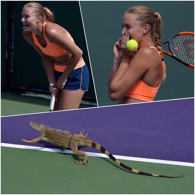 Miami Open Instagram (Kristina Mladenovic a leguán)