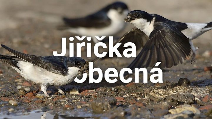 Ptákem roku 2020 je jiřička. Současné stavební úpravy pro ni mohou být smrtící