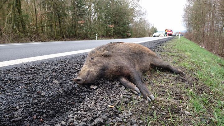 Při srážce se zvěří to odnesou nejenom plechy. Zraněný řidič často nic nedostane