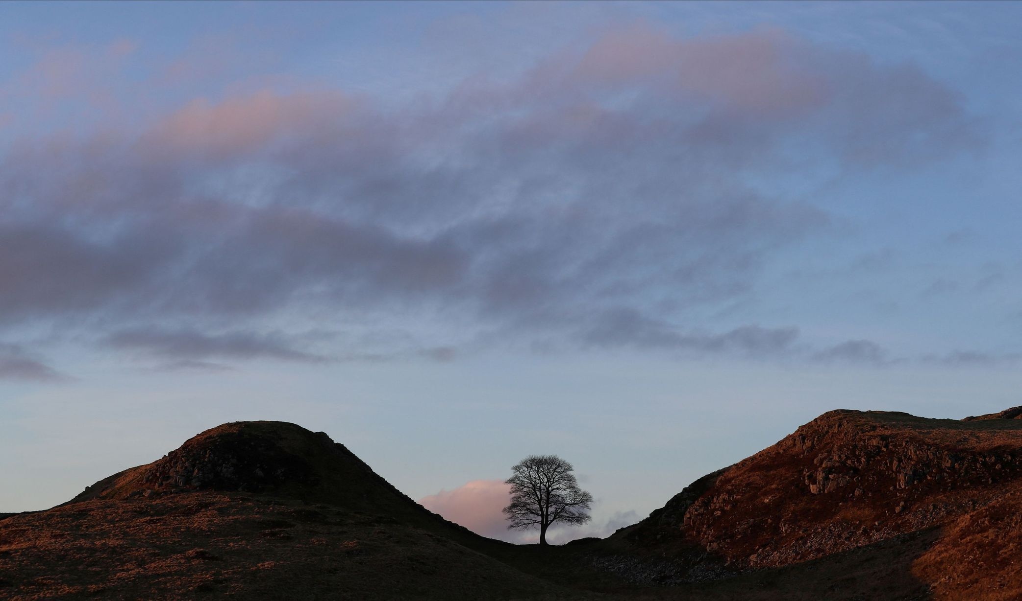 Sycamore gap, strom, Anglie