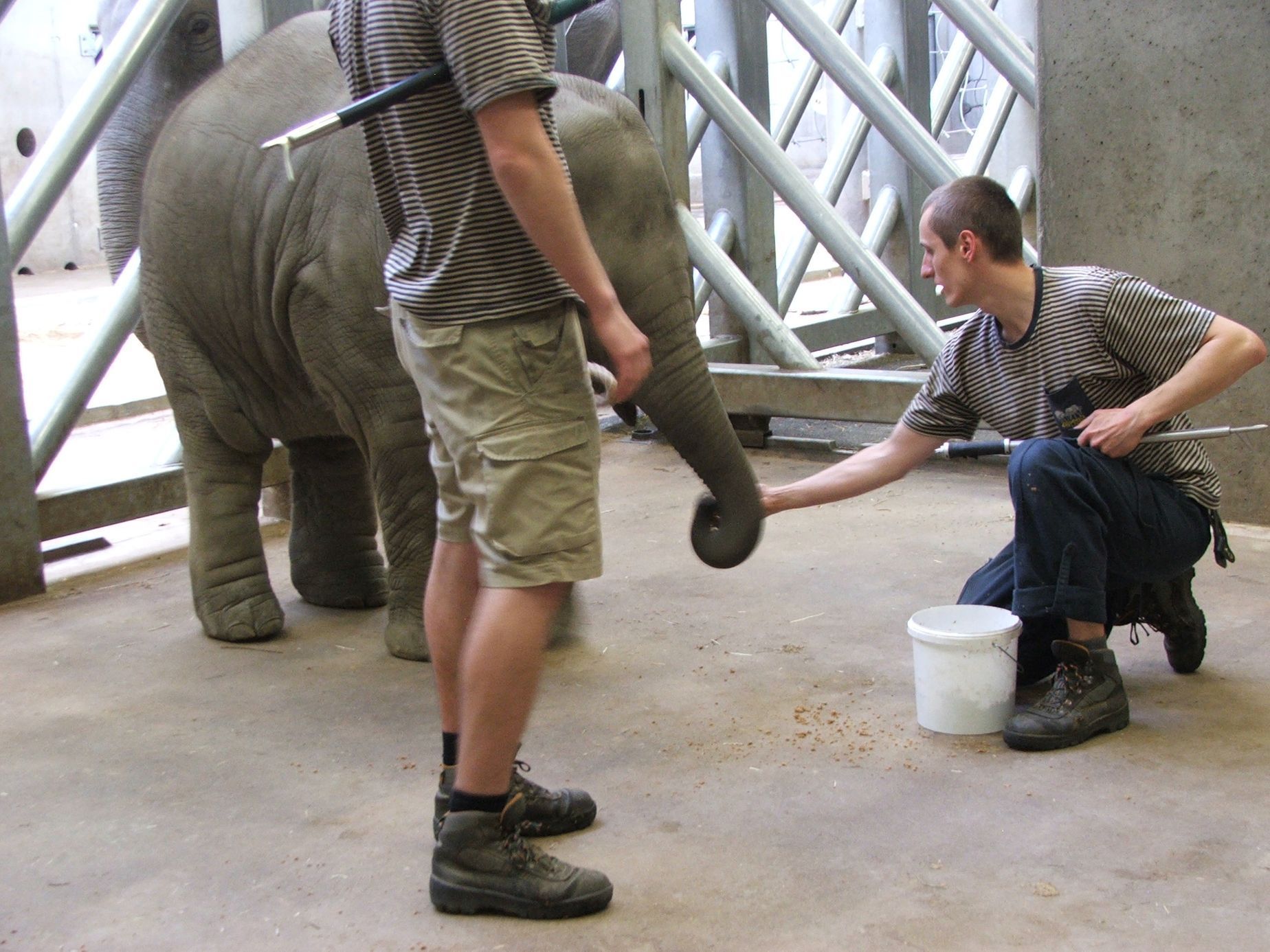 Údolí slonů - ZOO Praha