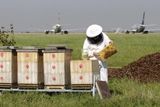 Roman Kuttelwascher kontroluje plástve v úlech na letišti. Kuttelwascher je včelař-amatér; jinak na letišti pracuje jako technik.
