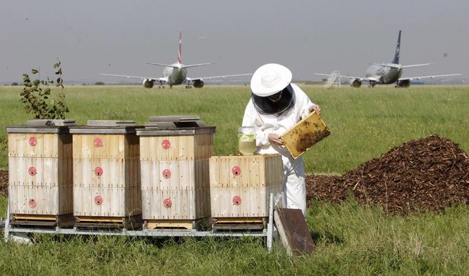 Roman Kuttelwascher kontroluje plástve v úlech na letišti Václava Havla v Praze. Kuttelwascher je včelař-amatér a na letišti pracuje jako technik. Kvalita medu, který produkují místní včely, se přísně kontroluje; jde o způsob kontroly, jak moc letiště znečišťuje životní prostředí.