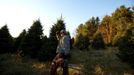 Julio Hernandez shields his eyes from the sun as he looks for marked Christmas tree's to be cut at the Omni Farm in West Jefferson, North Carolina, November 17, 2012. Crews at the farm will harvest nearly 20,000 Christmas trees this season. North Carolina has 1,500 Christmas tree growers with nearly 50 million Fraser Fir Christmas trees on over 35,000 acres, Picture taken November 17, 2012. REUTERS/Chris Keane (UNITED STATES - Tags: BUSINESS EMPLOYMENT ENVIRONMENT AGRICULTURE SOCIETY) Published: Lis. 19, 2012, 4:18 odp.