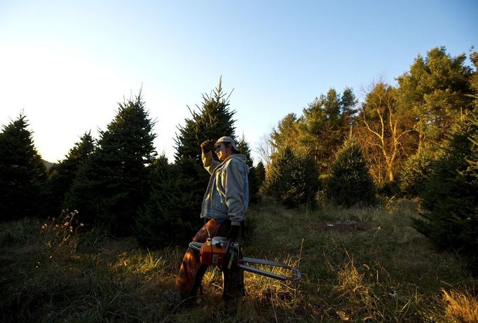 Julio Hernandez shields his eyes from the sun as he looks for marked Christmas tree's to be cut at the Omni Farm in West Jefferson, North Carolina, November 17, 2012. Crews at the farm will harvest nearly 20,000 Christmas trees this season. North Carolina has 1,500 Christmas tree growers with nearly 50 million Fraser Fir Christmas trees on over 35,000 acres, Picture taken November 17, 2012. REUTERS/Chris Keane (UNITED STATES - Tags: BUSINESS EMPLOYMENT ENVIRONMENT AGRICULTURE SOCIETY) Published: Lis. 19, 2012, 4:18 odp.