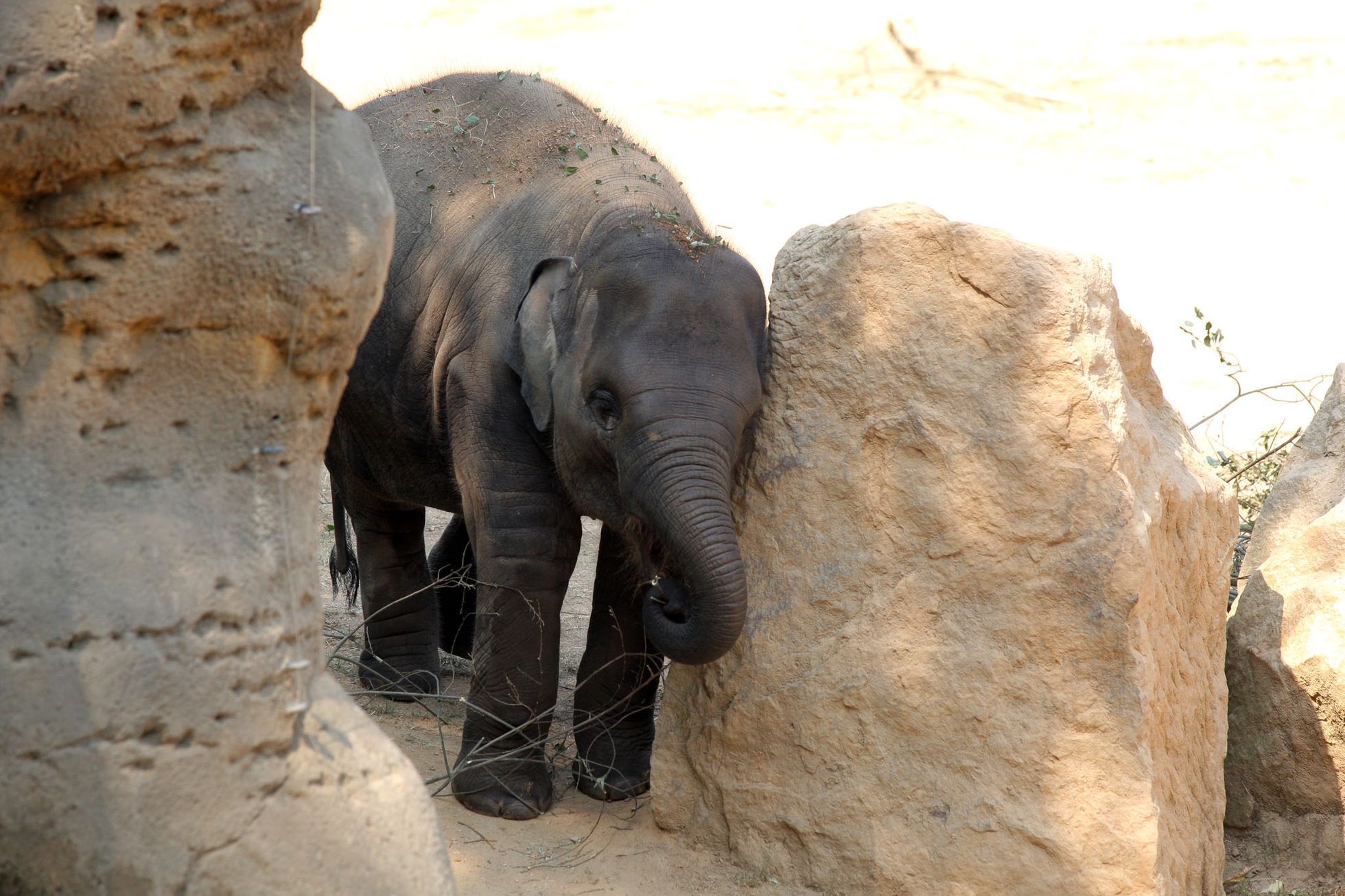 Sloni v pražské ZOO
