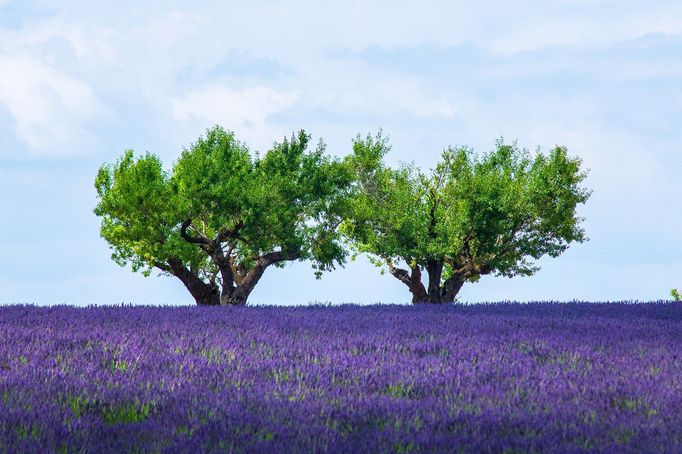 Levandulová pole v Provence, Jižní Francie