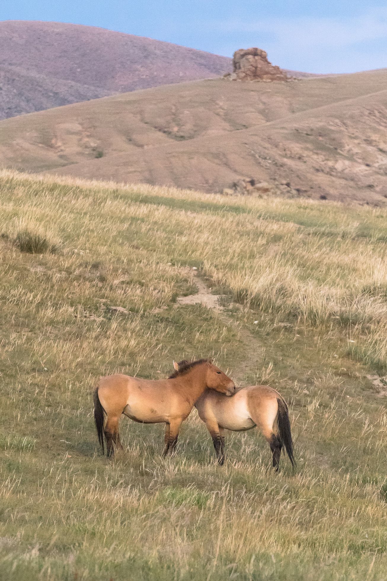 Mongolsko - kůň Převalského, Národní park Chustaj, koně, pláně, stepi