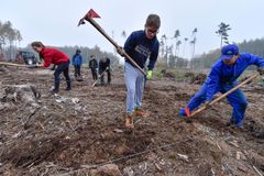 Dobrovolníci vysázeli stovky tisíc stromů za jeden den, pomáhali po celém Česku