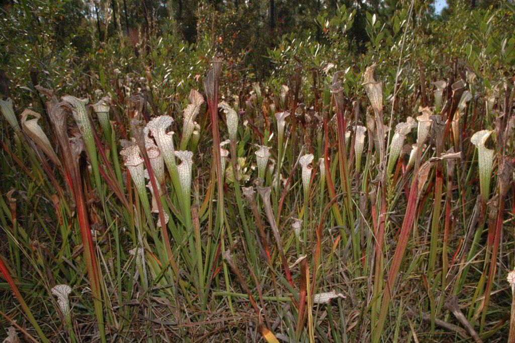 Masožravá rostlina, masožravka - Sarracenia leucophylla