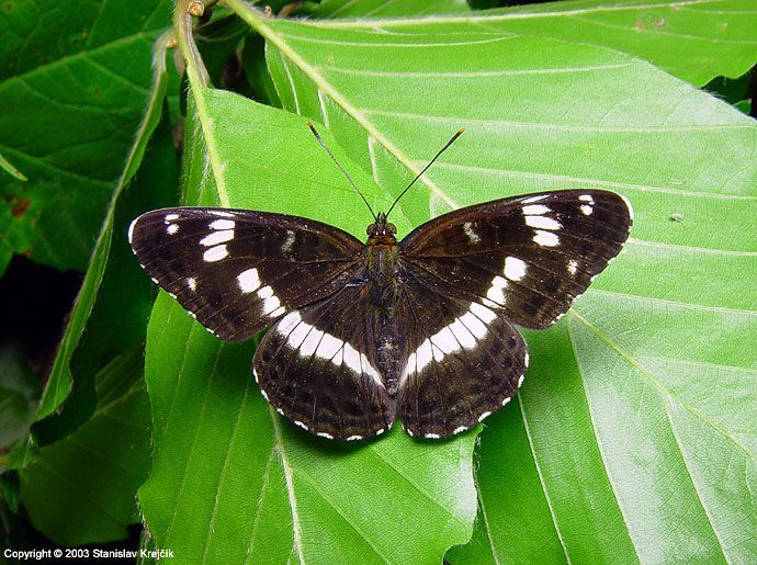 Bělopásek dvouřadý