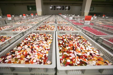 Nestlé, Sfinx, výroba, továrna + rozhovory a formy