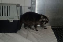 VIDEO: Spoušť v obchodě s alkoholem a pachatel na místě činu. Vyspával kocovinu