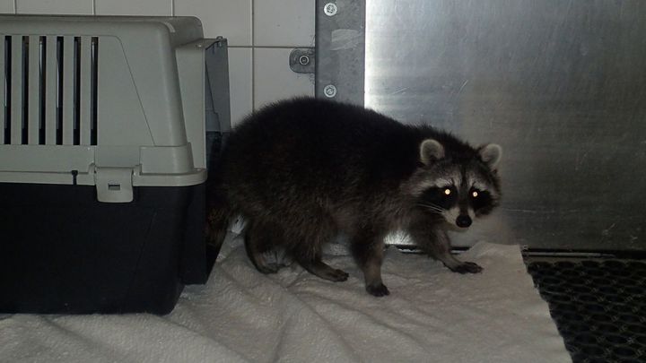 VIDEO: Spoušť v obchodě s alkoholem a pachatel na místě činu. Vyspával kocovinu; Zdroj foto: MP hl. města Prahy