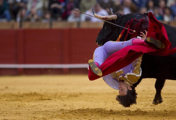 Spanish matador Nazare is tackled by a bull during a bullfight in Seville