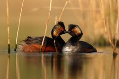 Ptákem roku je potápka černokrká, symbol čistoty rybníků