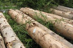 Za nezákonně pokácený les padla pokuta 2,5 milionu