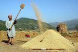Muž třídí rýži v Poonchi (indická část Kašmíru)