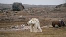 Wildlife Photographer of The Year - Cena diváků