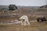 Justin Hofman (USA): Lední medvěd strádající nedostatkem potravy. Jeden z pěti divácky nejúspěšnějších snímků na výstavě Wildlife Photographer of the Year. Sony A7R II, objektiv 100-400 mm, čas 1/200s, clona f/10, ISO 800.