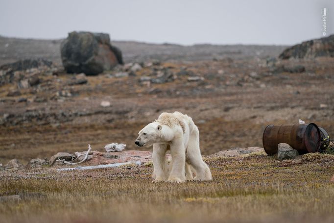 Wildlife Photographer of The Year - Cena diváků