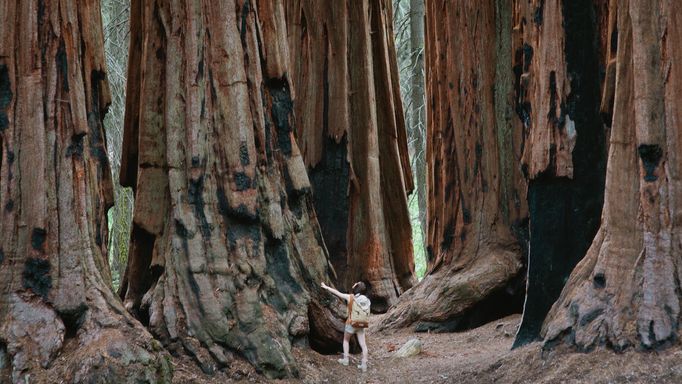 Klimatická změna a kůrovec může zabít i dříve téměř nezničitelné gigantické sekvoje, které patří mezi nejvyšší žijící organismy světa.