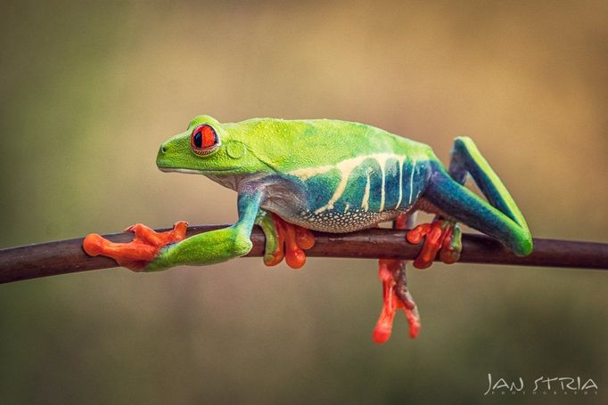 Jan Stria, ukázky z tvorby vítěze soutěže Czech Nature Photo 2019