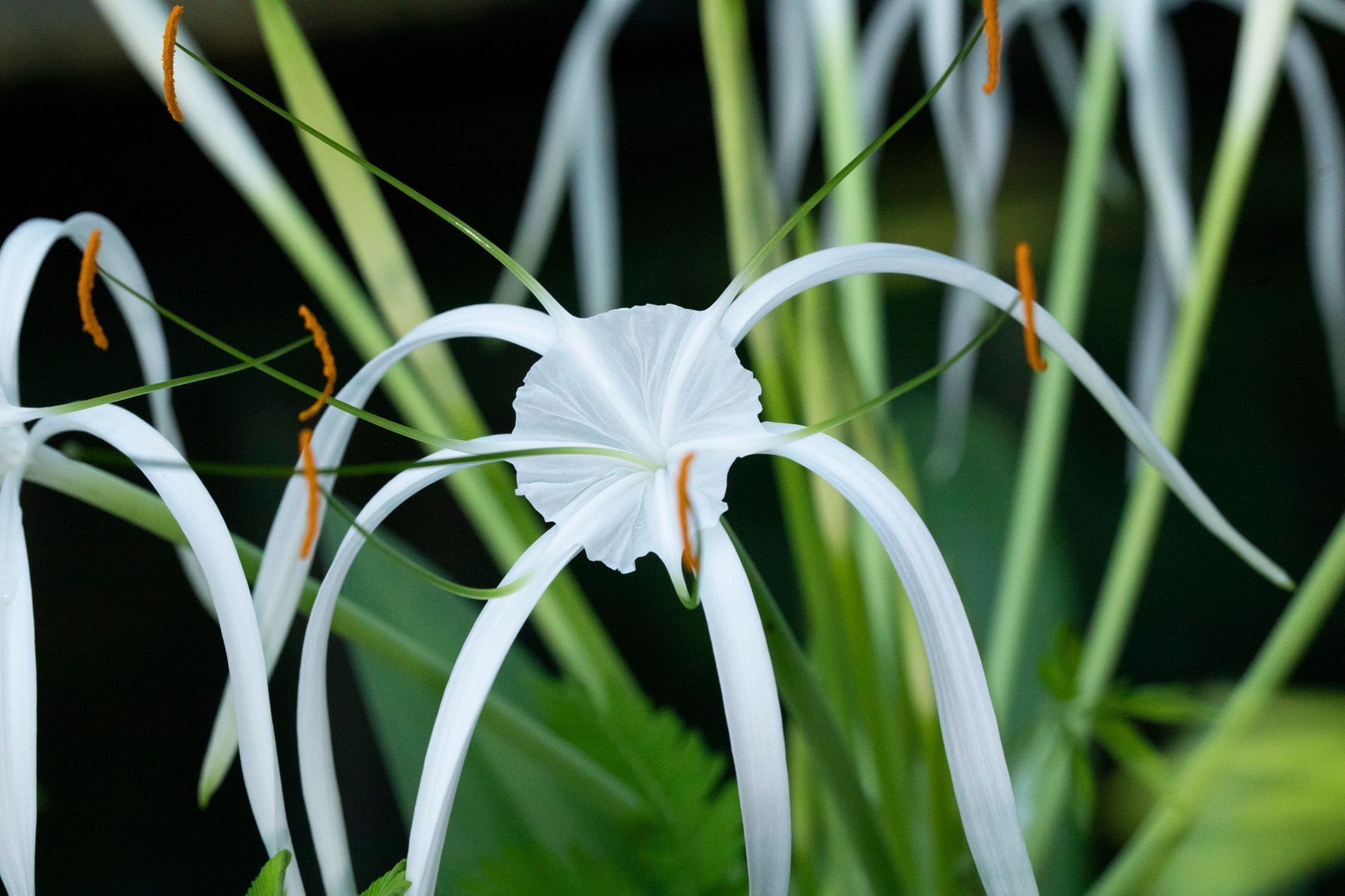 Botanická zahrada, fata morgana