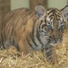 Zoo Jihlava - tygr sumaterský