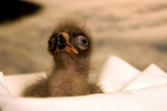 Zoo Liberec slaví úspěch, odchovala vzácného orla křiklavého