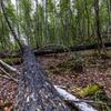 Jetřichovice les přirozená obnova České Švýcarsko