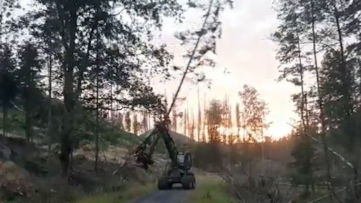 „Harvestory postupují velmi rychle.“ Vykácený pás má zabrzdit požár v národním parku; Zdroj foto: Aktuálně.cz/Twitter/Zdeněk Nekula