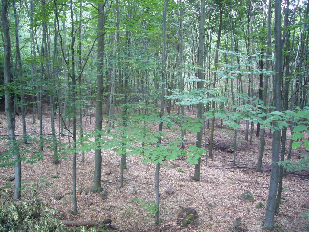 Křivoklátsko