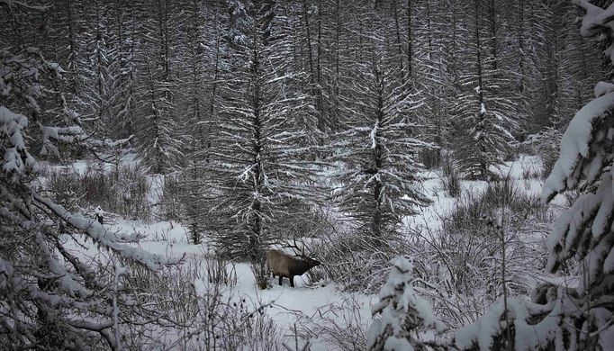 Divá zvěř v národním parku Banff v Kanadě (23. listopad).