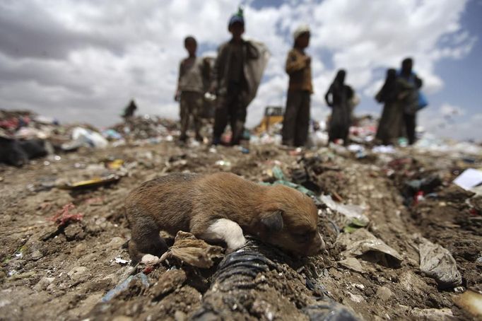 A puppy is seen at a garbage disposal site near Sanaa