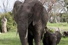 Muži naháněli v Zimbabwe slony, aby se s nimi mohli vyfotit. Rozzuřený samec jednoho z nich udupal
