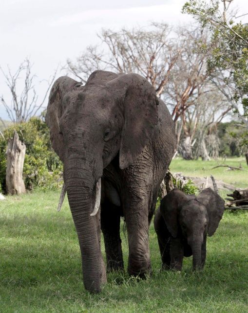 Sloni - Keňa