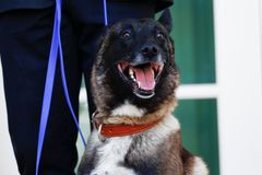 Hrdina Conan. Pes, který pomohl dopadnout Bagdádího, dostal v Bílém domě medaili