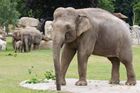 Sloni potřebují trvalou péči o chodidla. Pedikúru mají denně