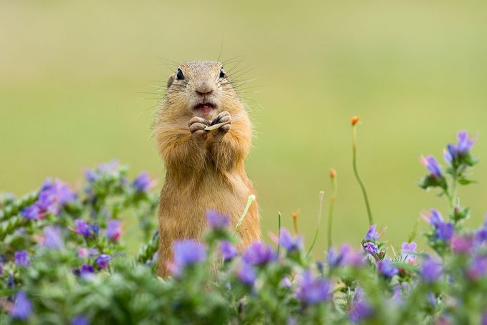 Syslové objektivem fotografa Jana Pelcmana