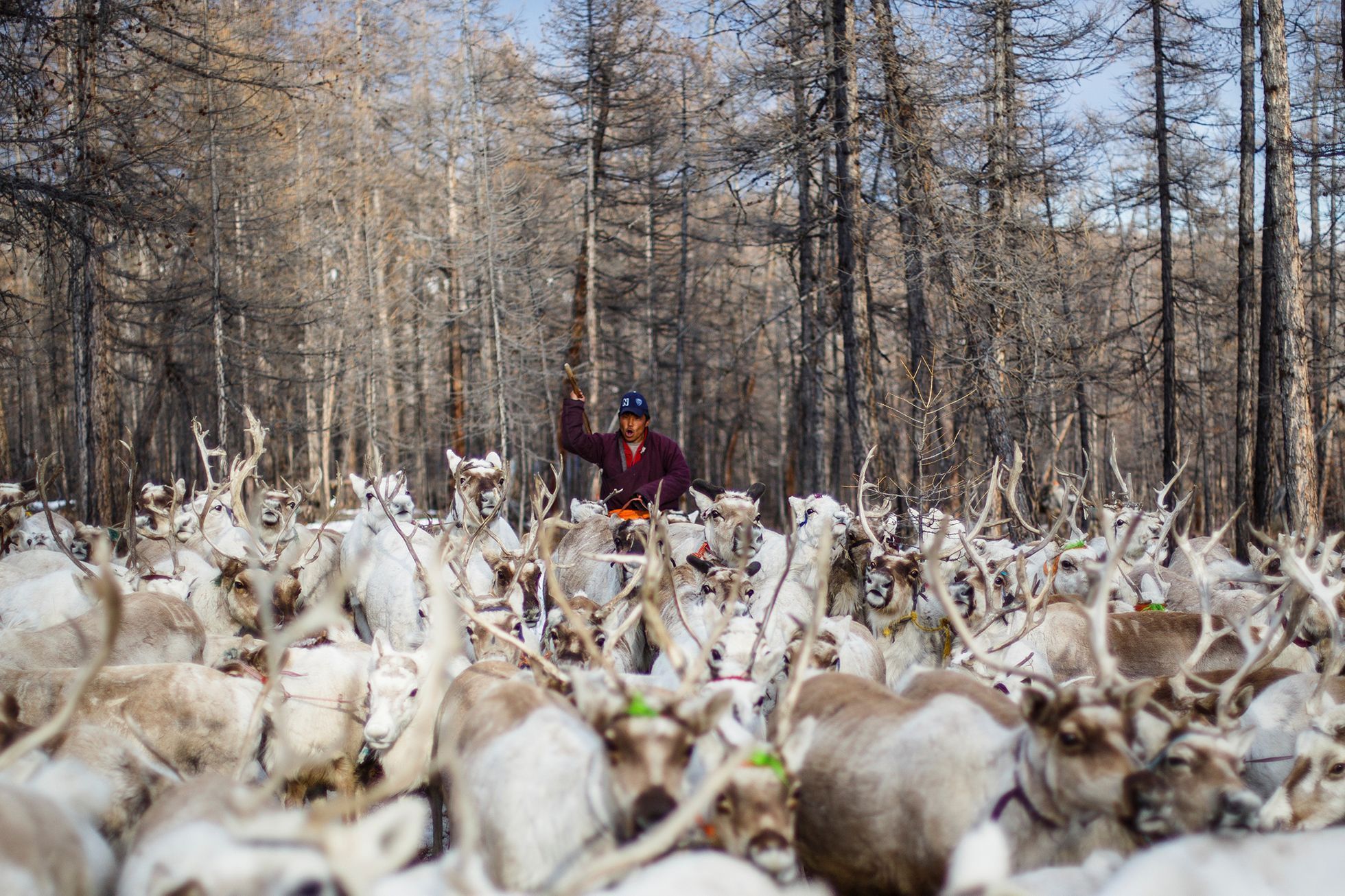 FOTOGALERIE / Život kočovných pastýřů v Mongolsku / Reuters / rok 2018 / 6