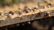 Chovatel plánuje do budoucna na farmu pořídit stroj, pomocí kterého by ze šneků získával jejich sliz mucin. Ten je ceněný v kosmetickém průmyslu.