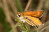 Soumračník žlutoskvrnný patří mezi nejohroženější motýly pražské přírody