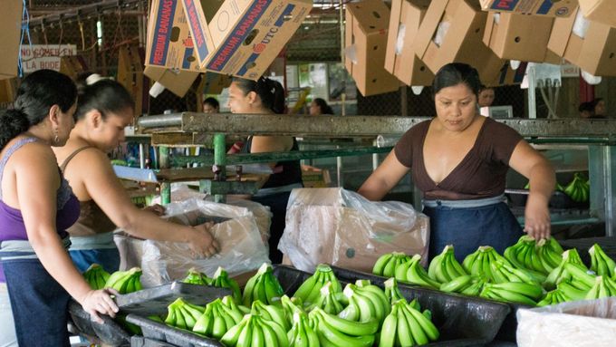Jak se pěstují a sklízí banány? Dvě Češky se vydaly na banánové plantáže do Panamy a Kostariky