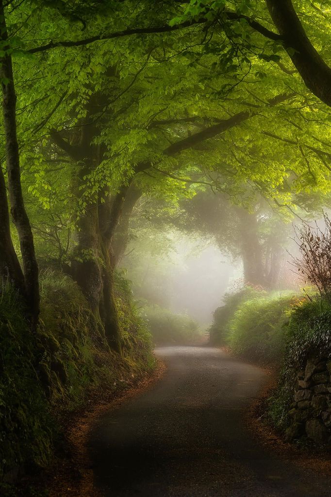 Lars van de Goor - magie stromů a lesů, fotografie