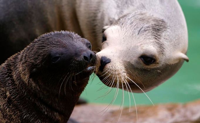 Pusa od mámy. Samička lachtana kalifornského Doro "líbá" dvouměsíční Ginu v berlínské zoo.